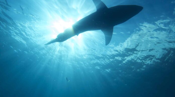 Un brivido di grandi squali bianchi avvistato al largo della costa della Carolina
