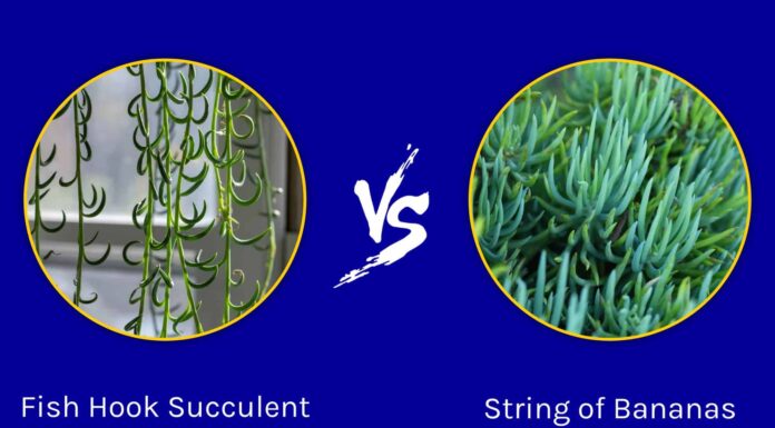Fish Hook Succulent vs. String Of Bananas: Come capire la differenza
