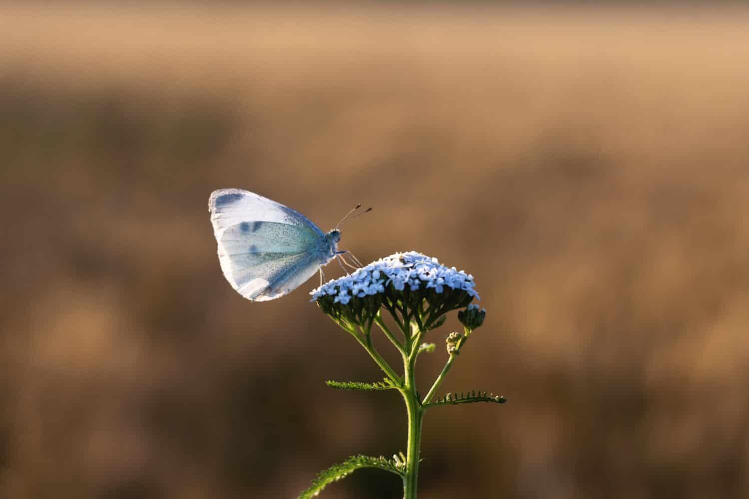 la farfalla bianca senape si siede su un'achillea