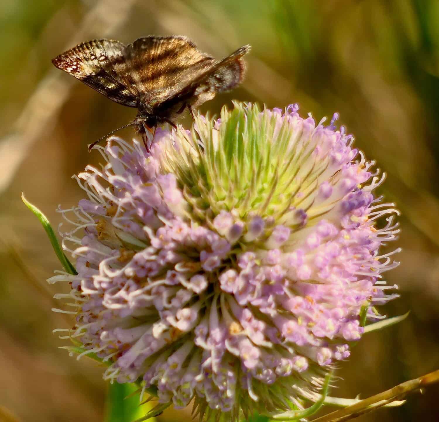 Persius crepuscolo, è una farfalla della famiglia Hesperiidae che si verifica in Nord America.