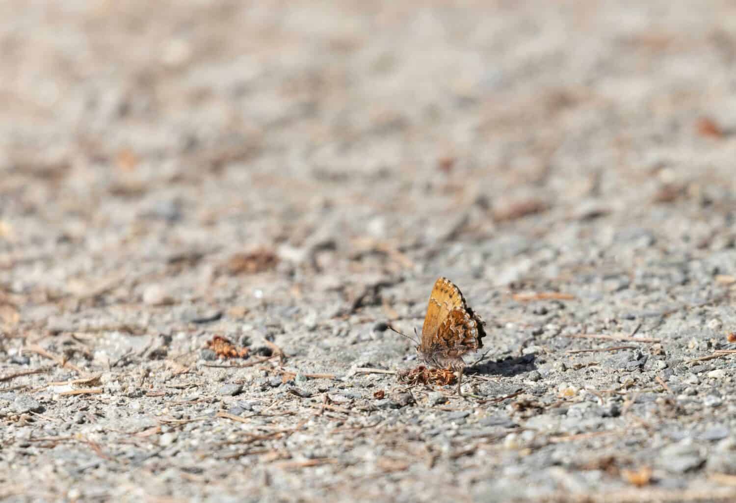 Pino orientale Elfin su strada sterrata