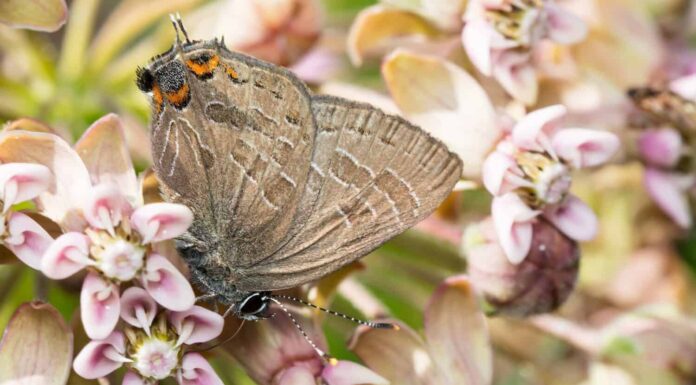 Pipevine Swallowtail