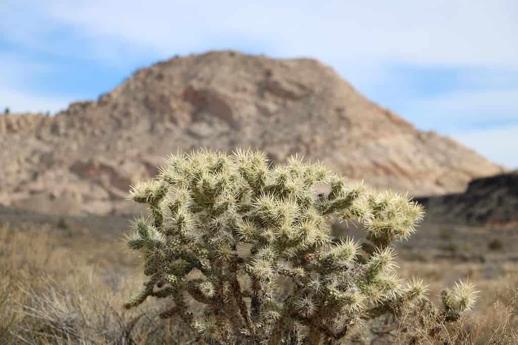 Cholla Cactus sullo sfondo del White Rocks Amphitheatre, Snow Canyon State Park, Utah.