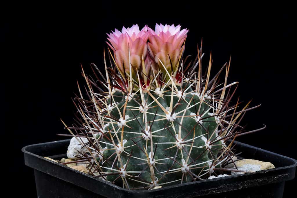 Whipplei di cactus Sclerocactus con fiore rosa isolato su sfondo nero.