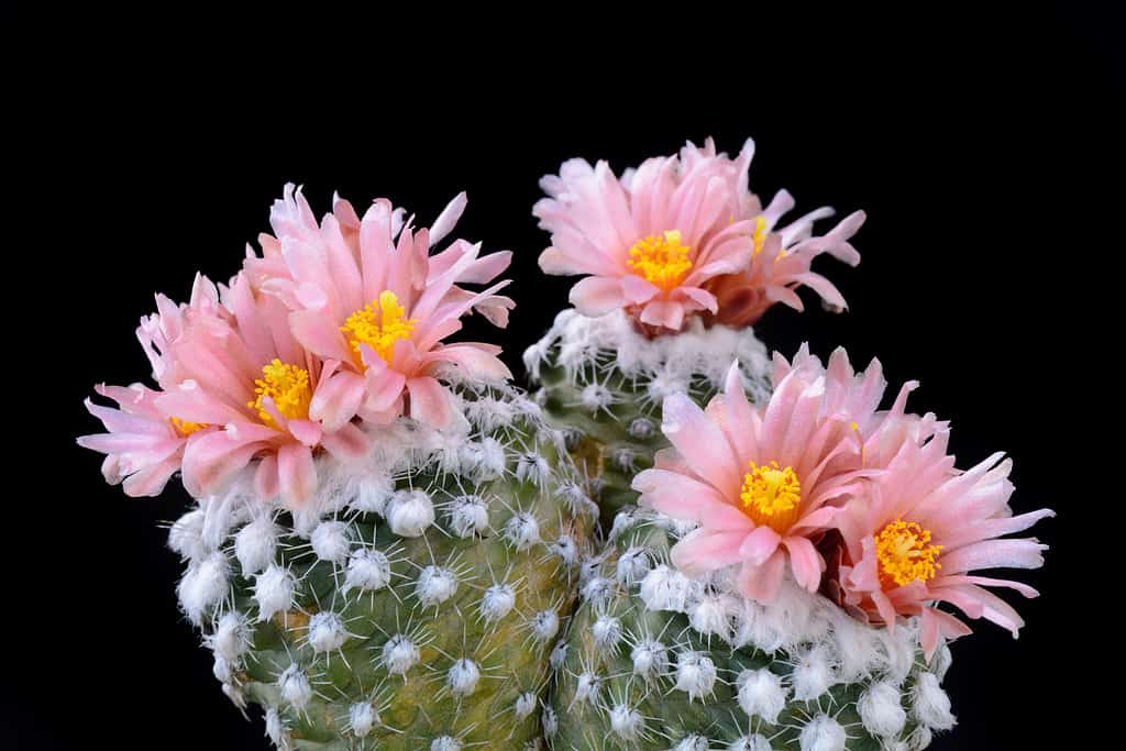 Cactus Pediocactus winkleri con fiore isolato su nero.