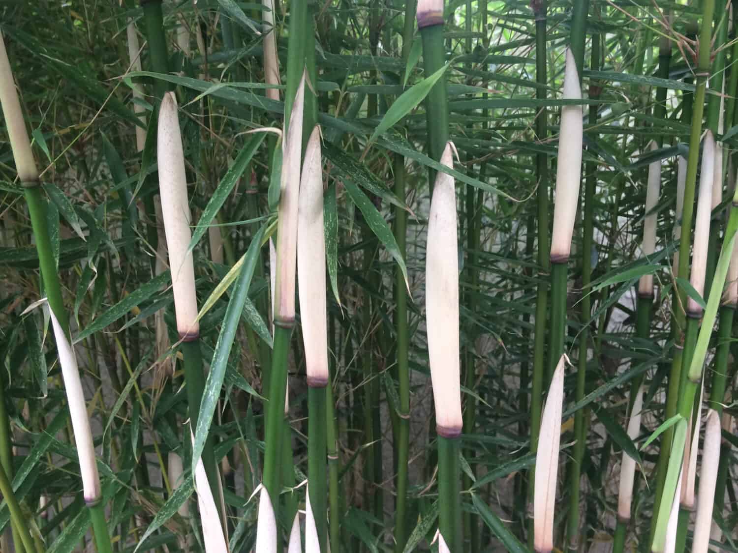 Bambù agglomerante Fargesia Robusta 'Campbell'