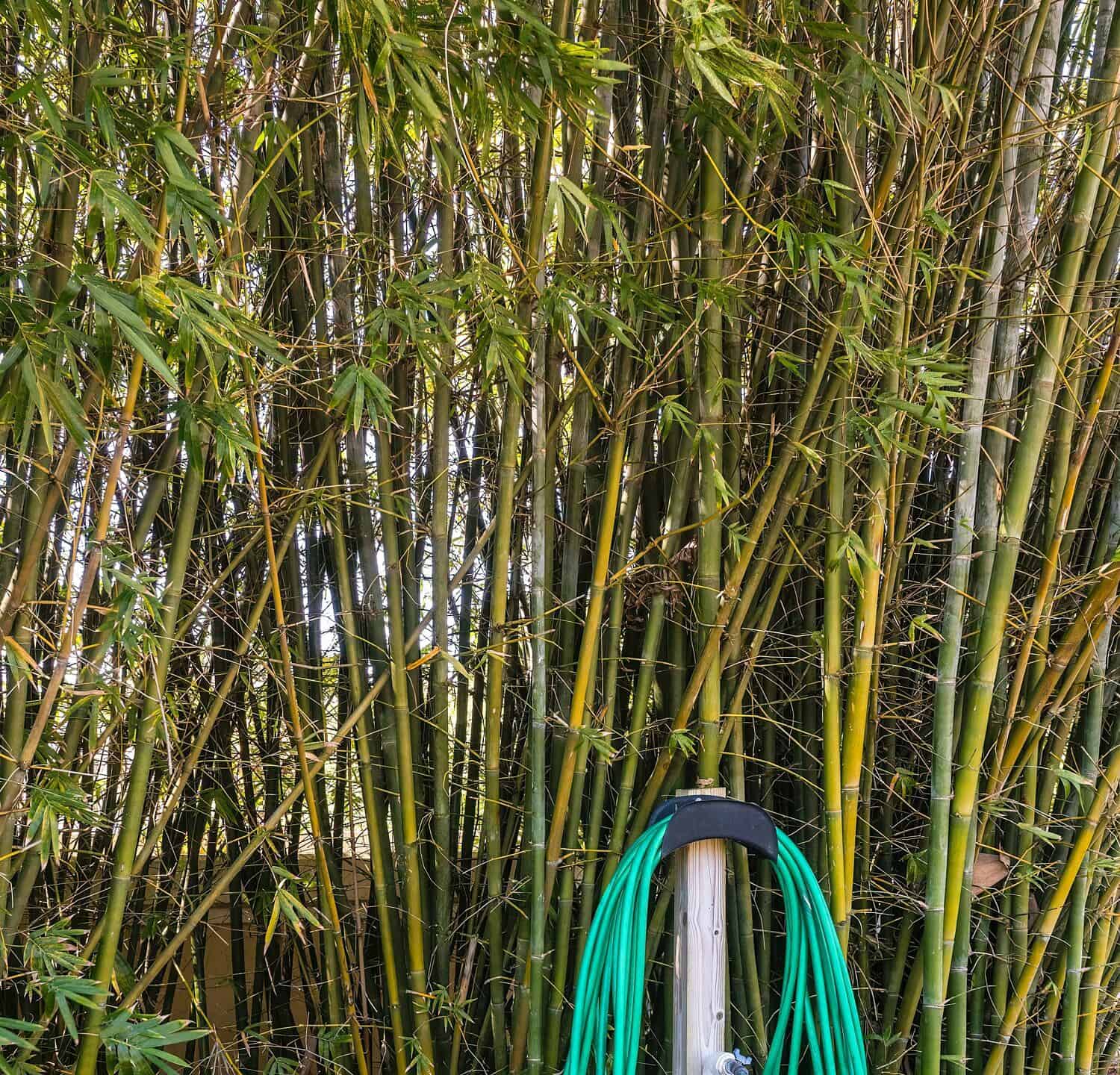 Tubo da giardino avvolto intorno al tubo con rubinetto dell'acqua da un'alta siepe di bambù di brezza marina (nome binomiale: Bambusa malingensis) in un giardino ornamentale nel sud-ovest della Florida.  Messa a fuoco in primo piano.