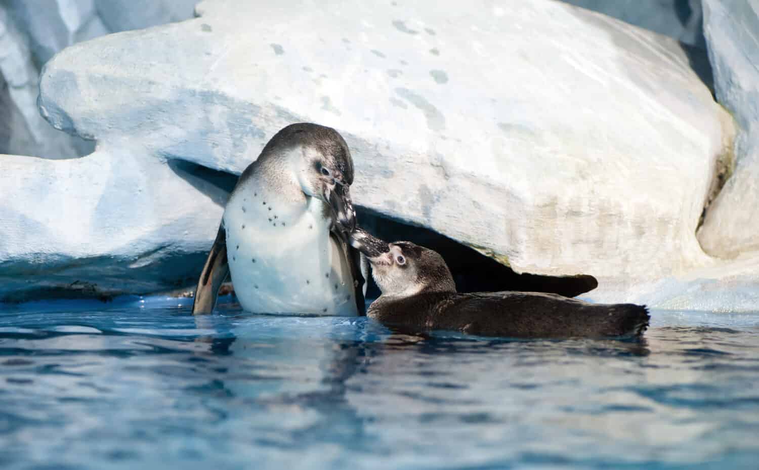 coppia di pinguini giocosi nell'oceano di Mosca (pinguino di Humboldt, pinguino peruviano o Patranca)