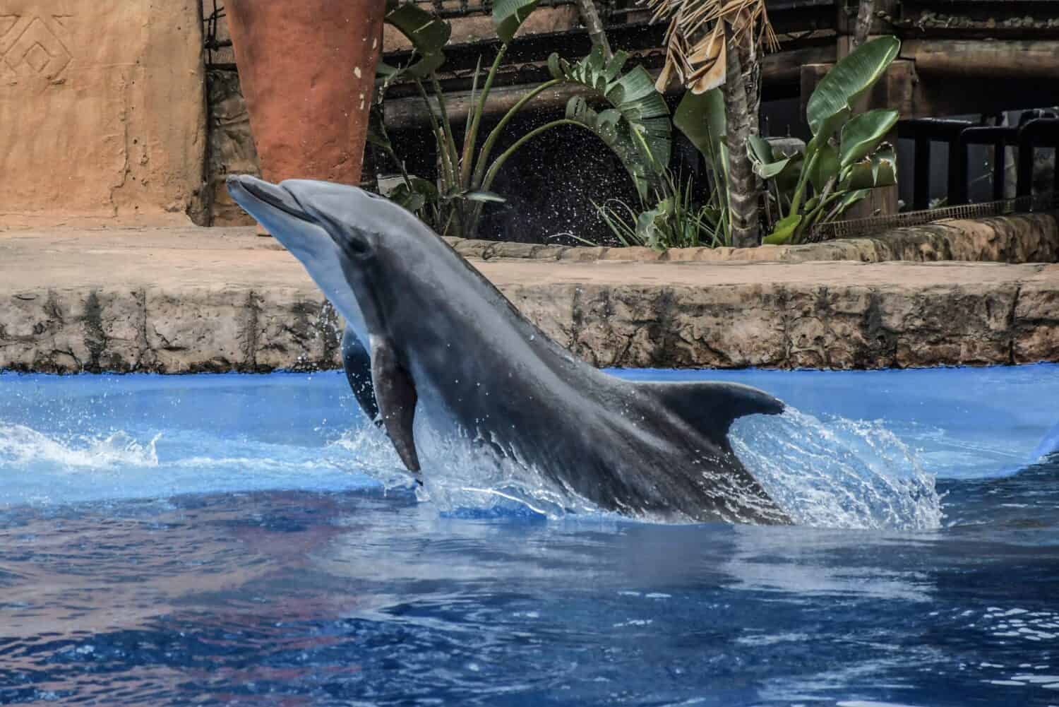 Spettacolo di delfini di Ushaka Marineworld a Durban, la più grande attrazione del Kwazulu Natal in Sud Africa