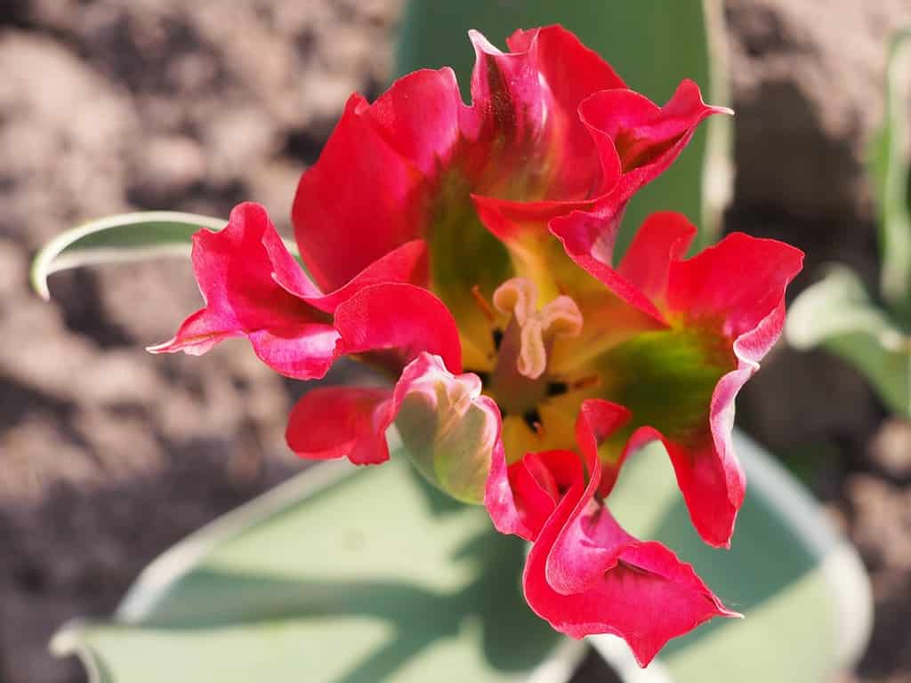 Tulipa viridiflora 'Esperanto'