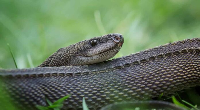 Dragon Snake (Javan Tubercle Snake, Javan Mudsnake)
