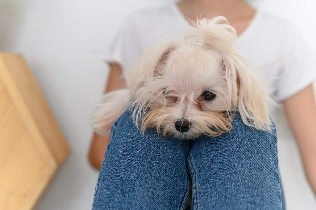 cane maltese