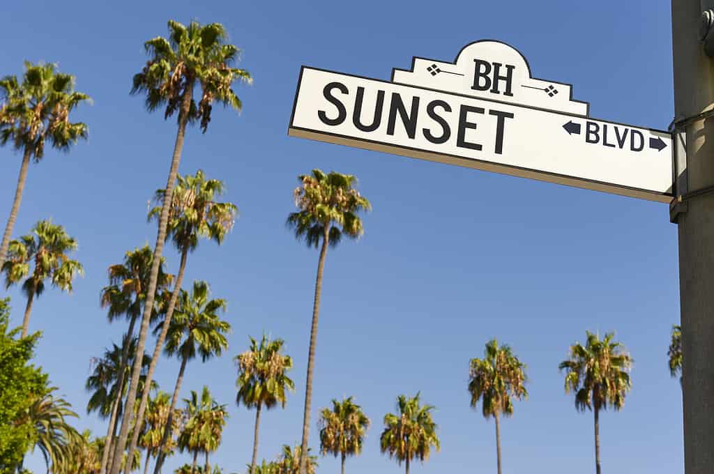 Segnale stradale di Sunset Boulevard con palme sullo sfondo.