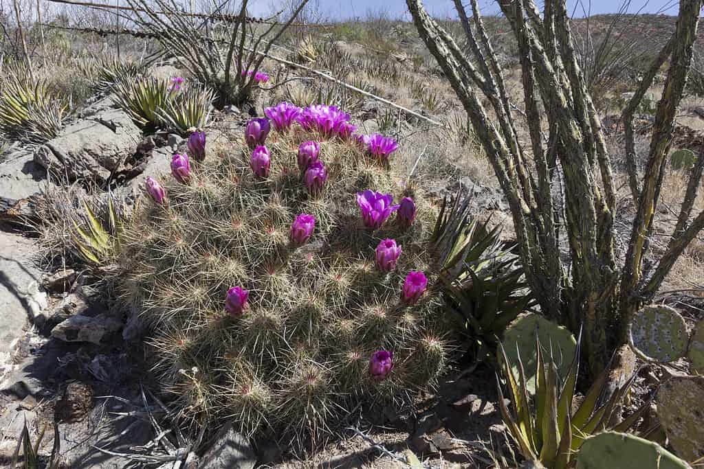 Cactus riccio fragola, Echinocereus engelmannii