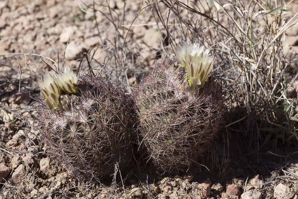 Echinomastus intertextus, cactus di ananas della colonna vertebrale tessuta