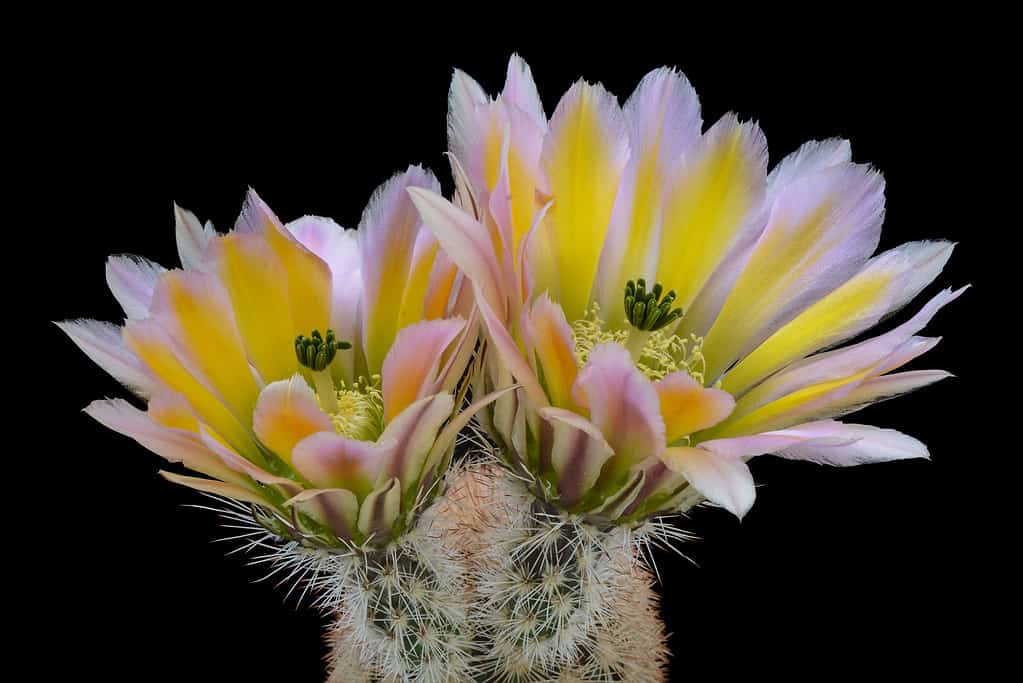 Echinocereus dasyacanthus, cactus arcobaleno del Texas