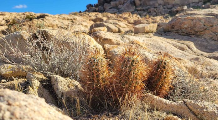 7 cactus che prosperano nel New Mexico
