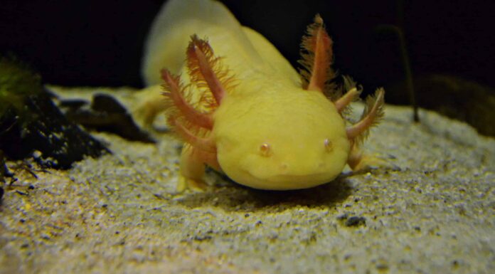 Vedi 6 colori Axolotl rari e unici
