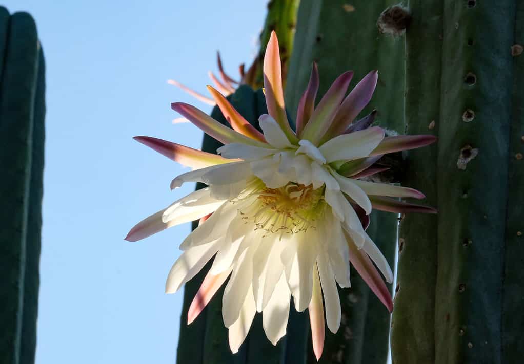 San Pedro Cactus che fiorisce con grandi fiori bianchi (latino - Trichocereus pachanoi)
