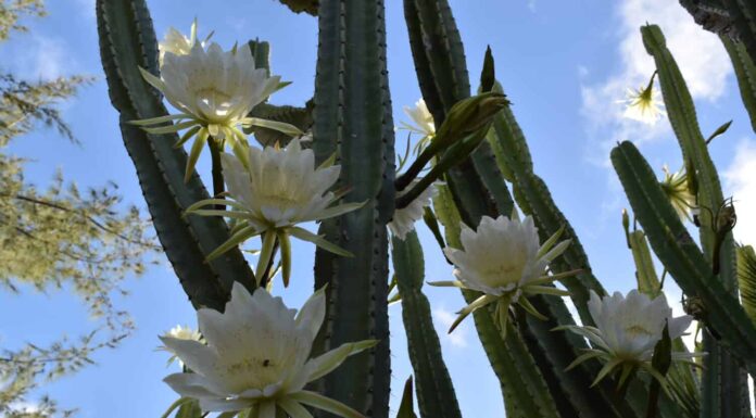 7 bellissimi cactus da coltivare alle Hawaii
