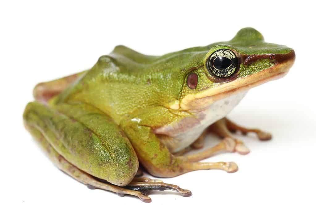 Comune del sud-est asiatico Green Tree Frog - Polypedates leucomystax isolato su sfondo bianco