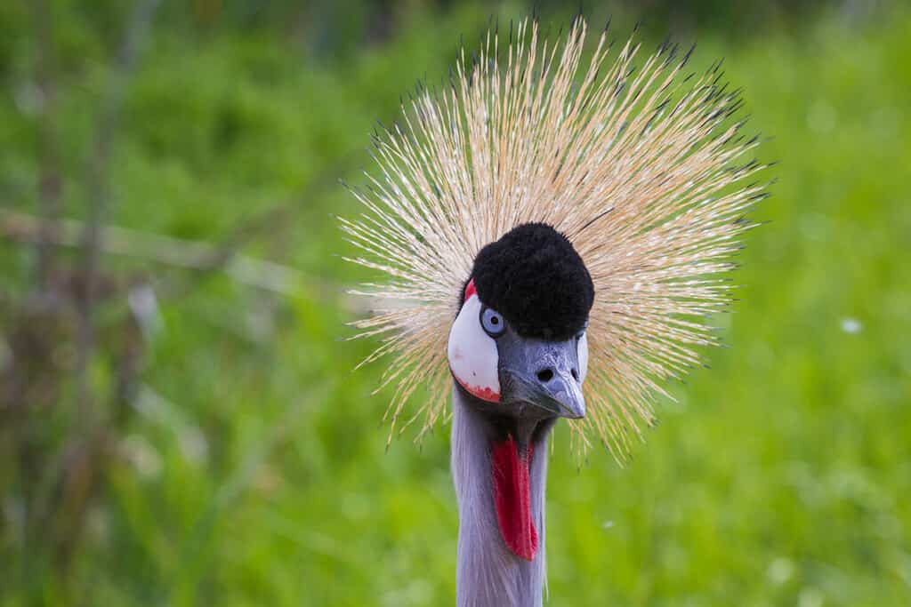 primo piano di una gru coronata dell'Africa orientale con bellissimi colori e erba verde primaverile sullo sfondo