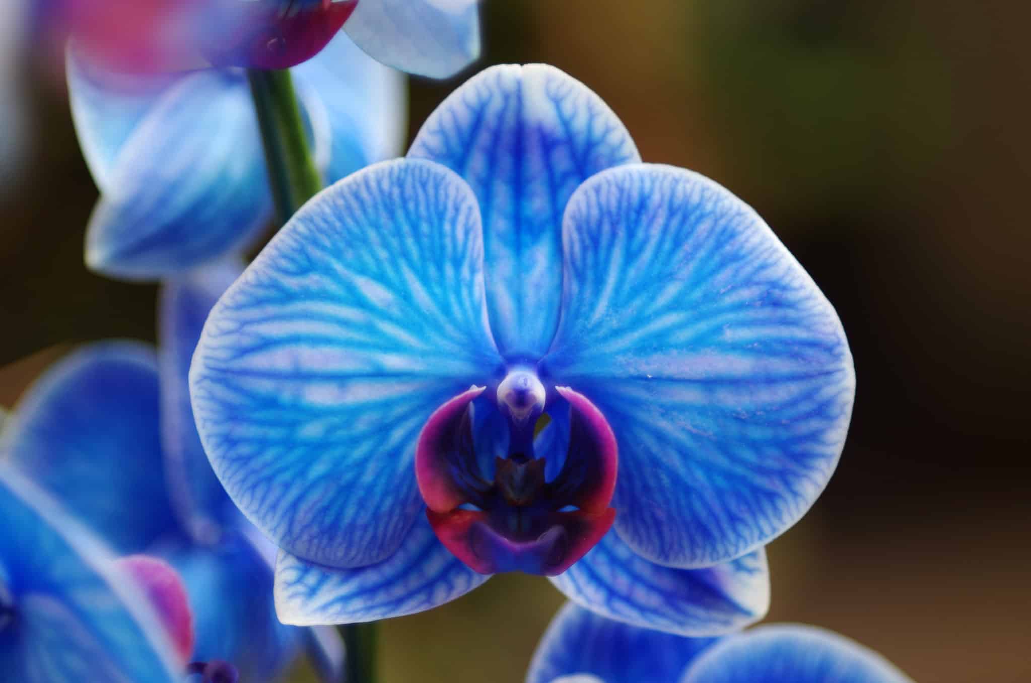 Orchidea blu