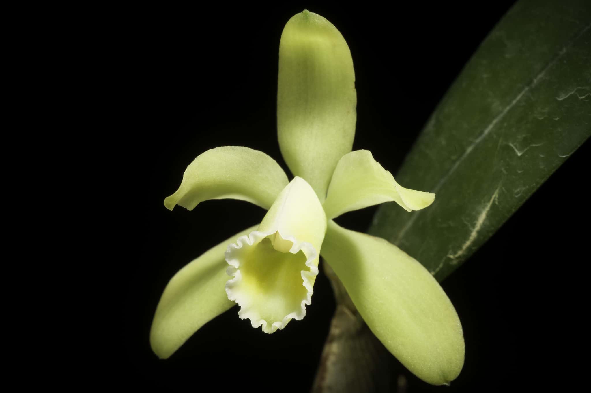 Orchidea Cattleya luteola