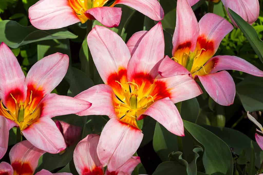 Heart's Delight Tulipani completamente aperti, con sfumature rosa, rosse e gialle