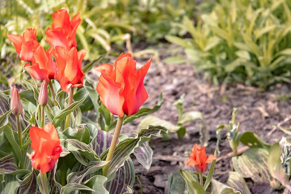 Tulipa greigii 'Cappuccetto rosso'