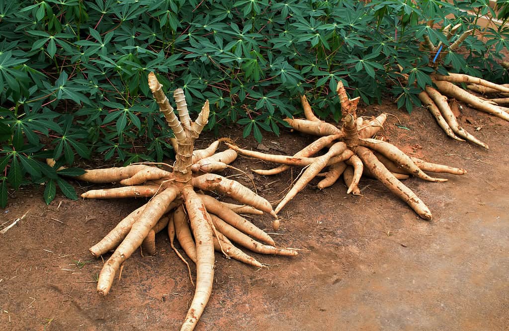 Piante e tuberi di manioca