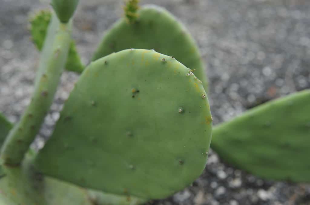 Opuntia cacanapa 'Ellisiana', fico d'india senza spina dorsale