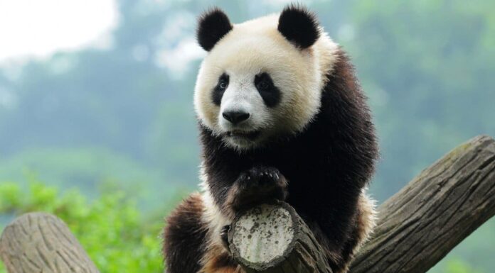 Fluffiest Animals: Giant Panda