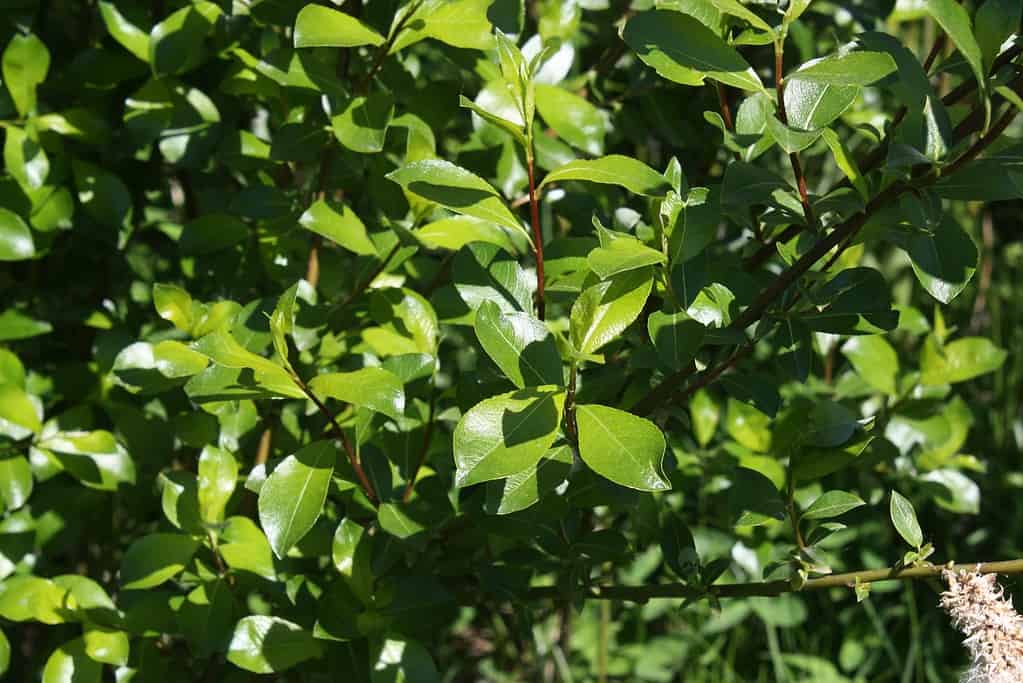 Salix filifolia