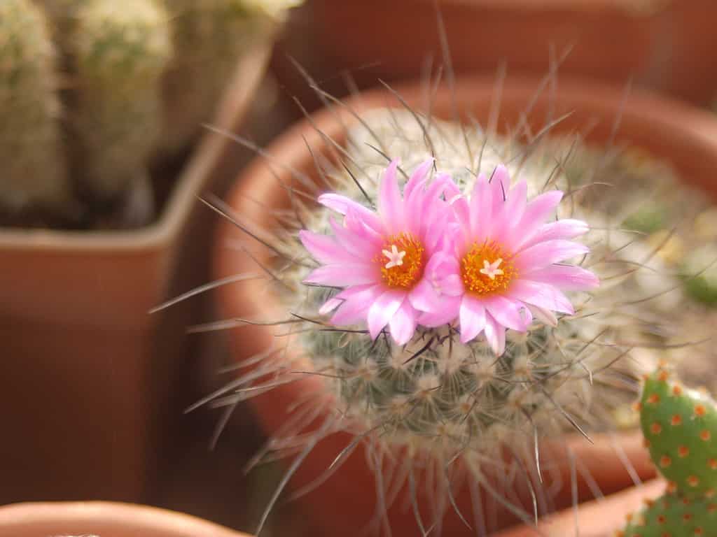 Turbinicarpus subterraneus fiori rosa