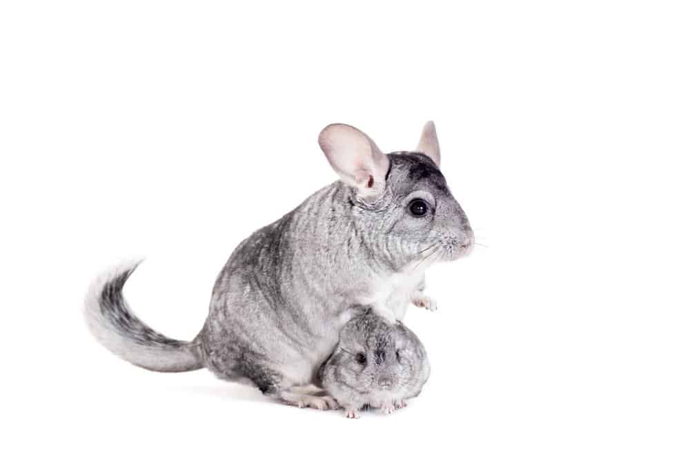 Cincillà (Chinchilla Lanigera) - con bambino su sfondo bianco