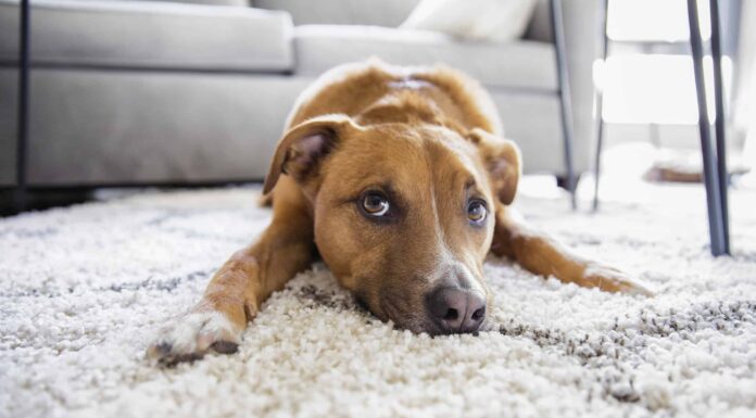 6 motivi per cui il tuo cane graffia il tappeto

