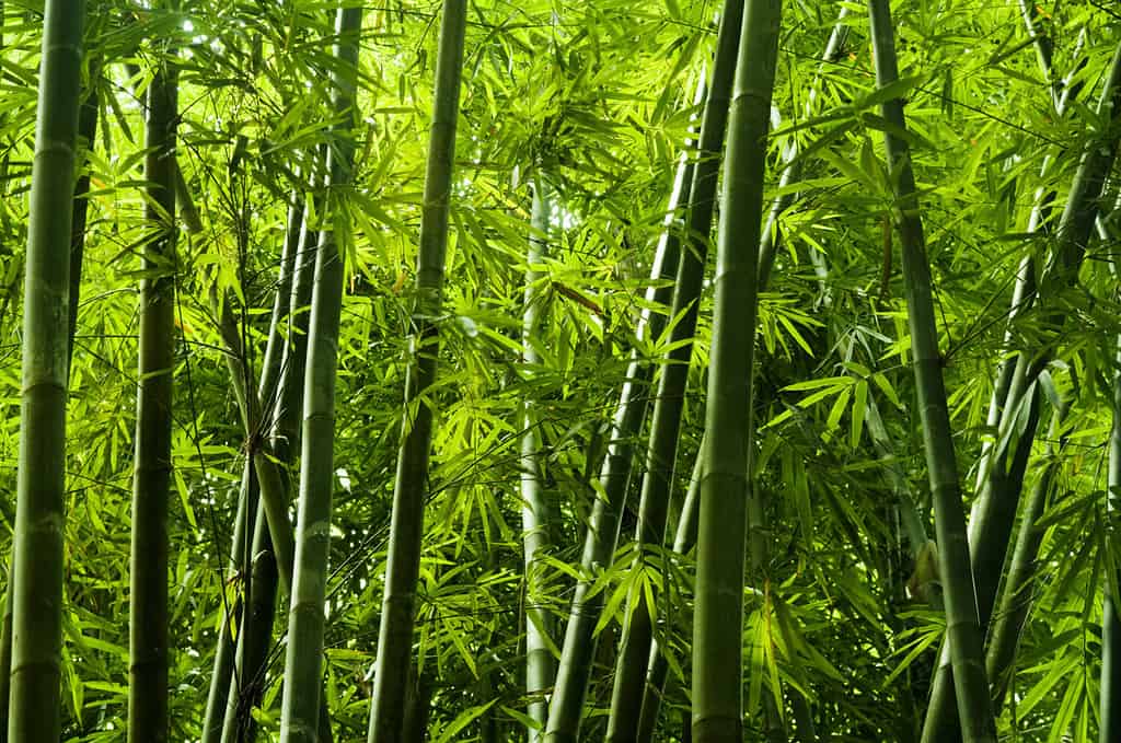 Paesaggio dell'albero di bambù nella foresta pluviale tropicale, Malesia