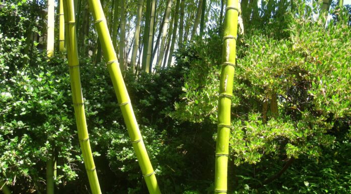 7 tipi di bambù da coltivare nel Rhode Island
