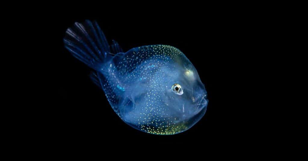 Rana pescatrice di acque profonde, foto di acque nere.