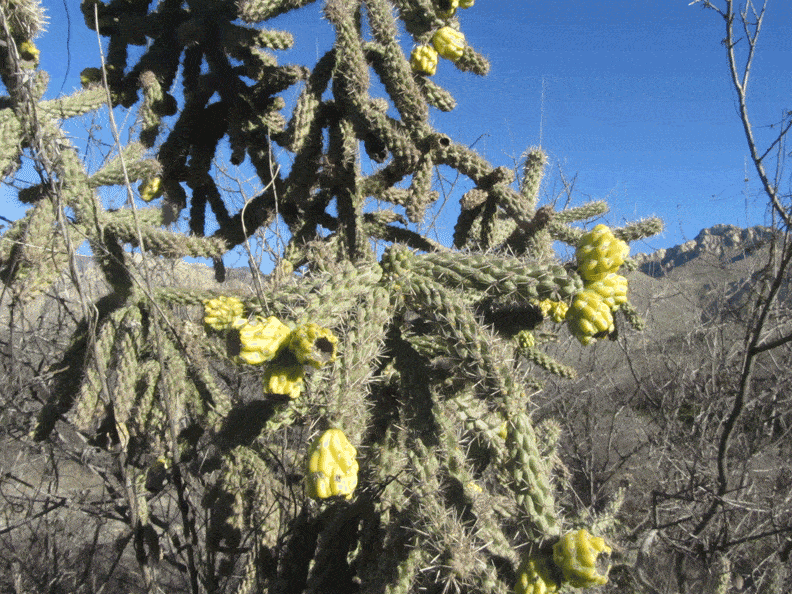 Cylindropuntia spinosa, cactus cholla di canna
