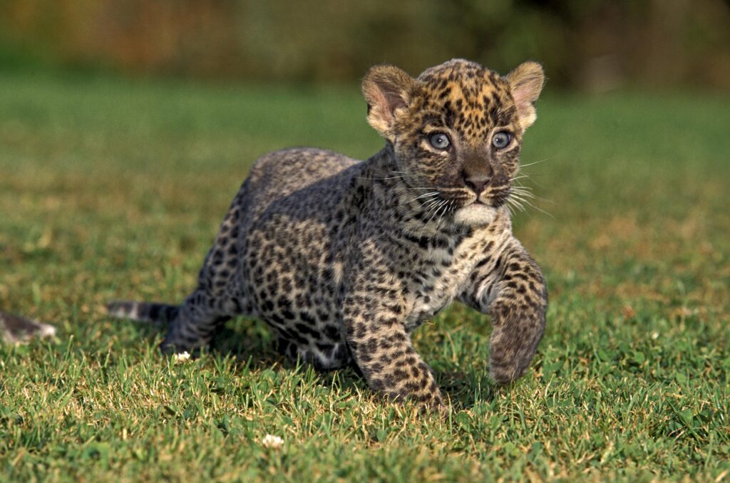 Un cucciolo di leopardo che cammina sull'erba