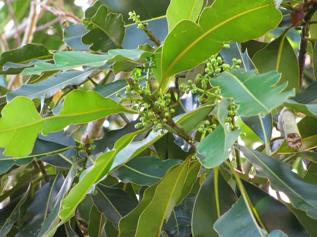 Atuna excelsa subsp.  racemosa - Alberi originari della Thailandia