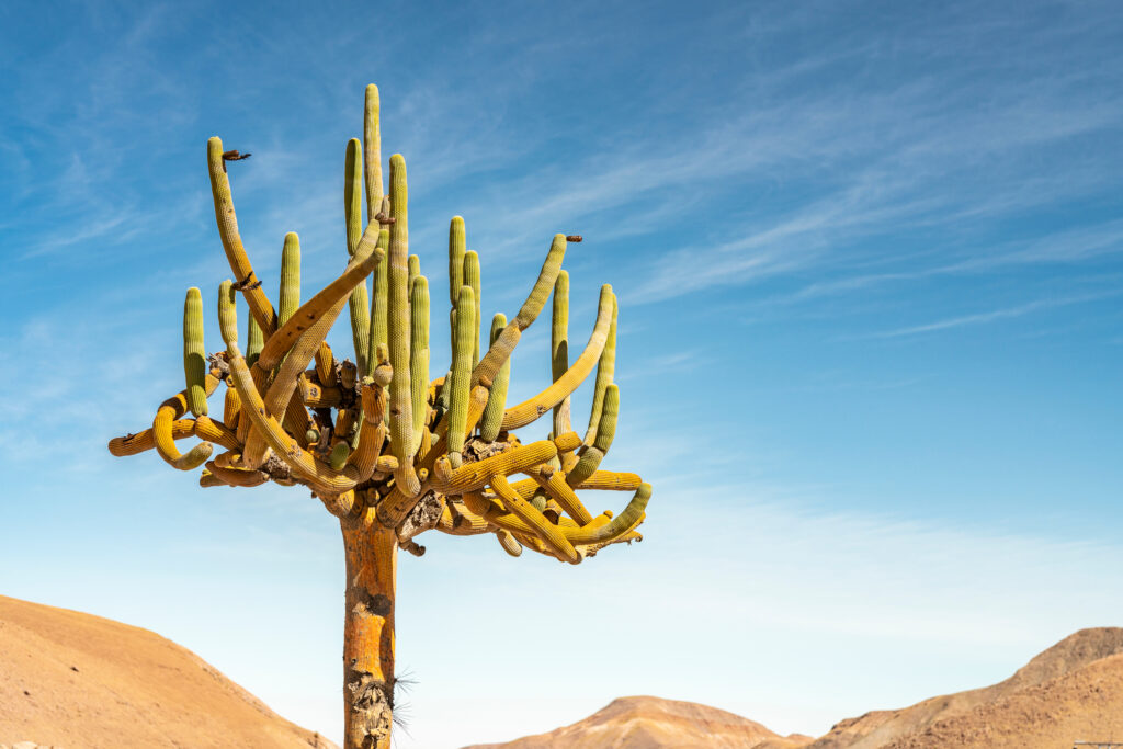 Candelabro Cactus