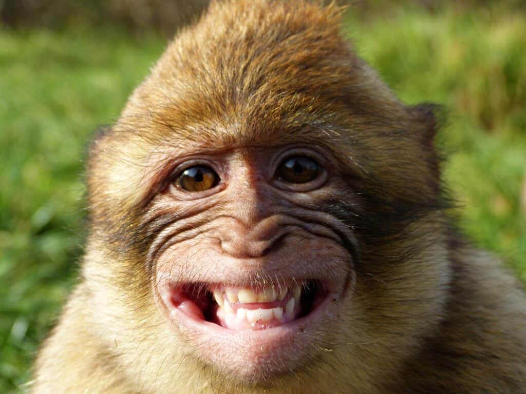 Scimmia sorridente con vegetazione sfocata sullo sfondo