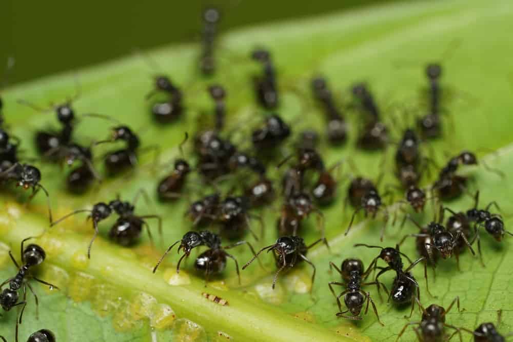 formica da giardino nera