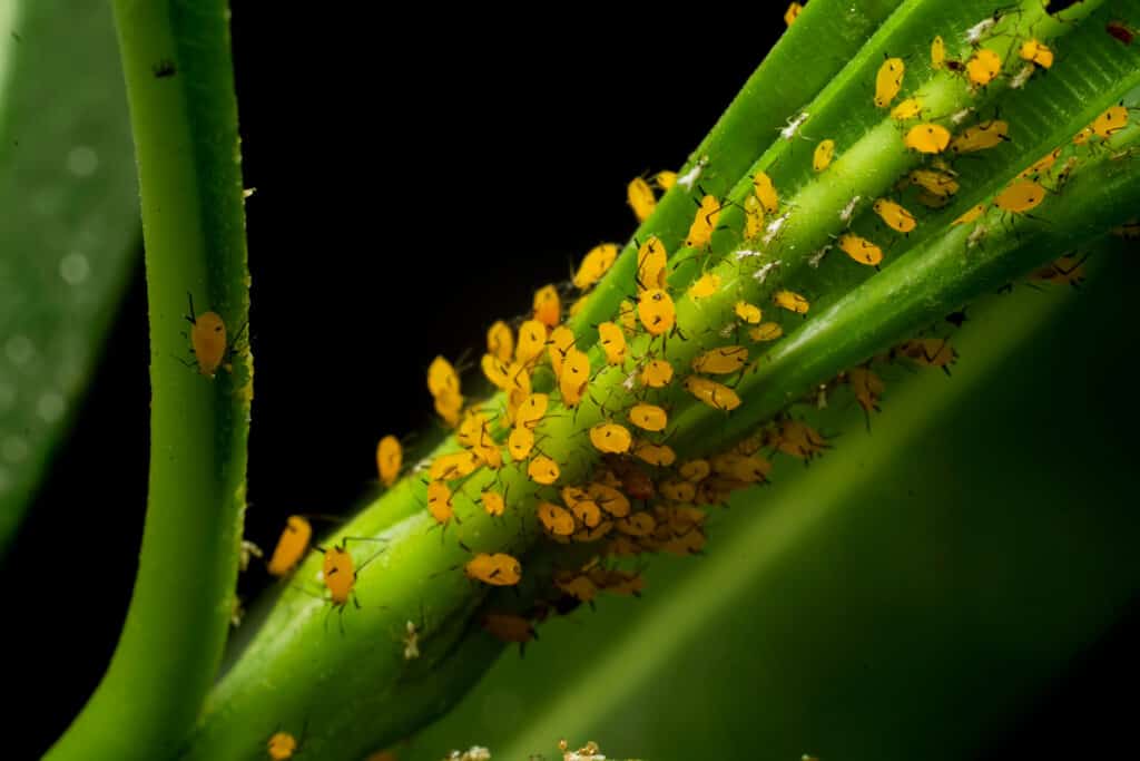 Afide giallo L'afide dell'oleandro, noto anche come afide delle asclepiadi, si trova sulla pianta e succhia la linfa delle cellule.  Questi sono insetti giallo brillante con zampe nere.