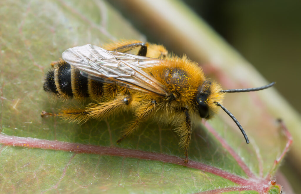 Ape pantaloon maschio, hirtipes Dasypoda sulla foglia.  L'ape è rivolta a destra.  È ricoperto di pelo giallo pallido.