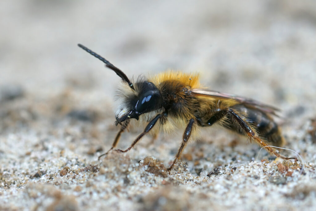 macro dell'ape mineraria bruna maschio.  L'ape è rivolta a sinistra.  È per lo più nero con ispide lepri gialle sul torace.