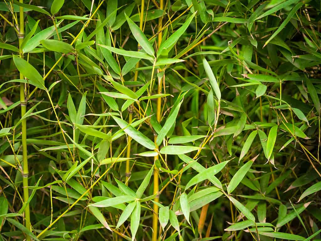 Phyllostachys Aurea è un bambù in esecuzione classificato come invasivo in alcune aree.